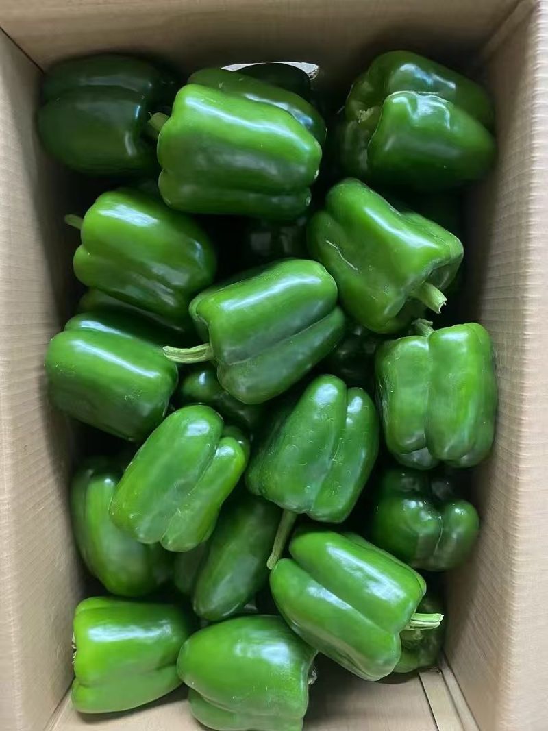 四方椒菜椒辣椒鲜辣椒口感好价格实惠品质保障运输便利欢迎电联