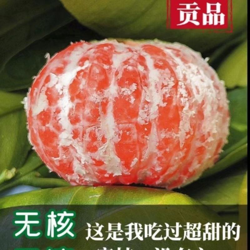 临海高山涌泉蜜桔无核橘子新鲜应季水果孕妇桔子黄岩网红桔子