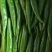 青尖椒