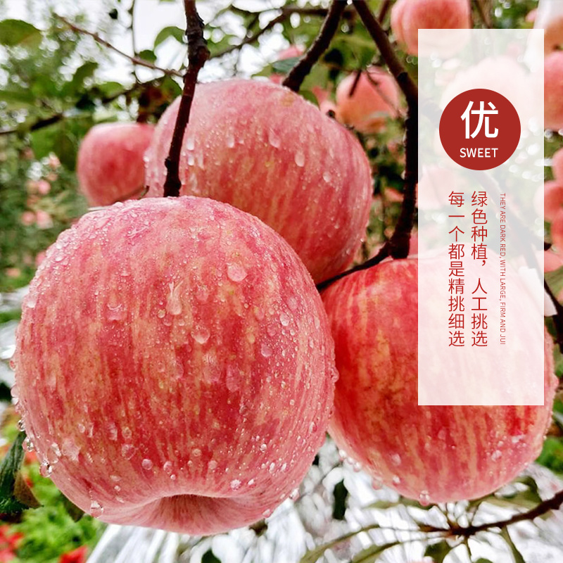 正宗灵宝寺河山红富士苹果带箱10斤装脆甜多汁酥脆无渣