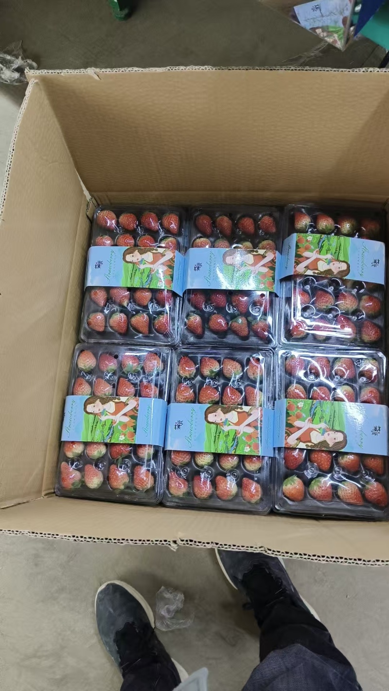 安徽红颜草莓新鲜直供**超市档口，量大从优