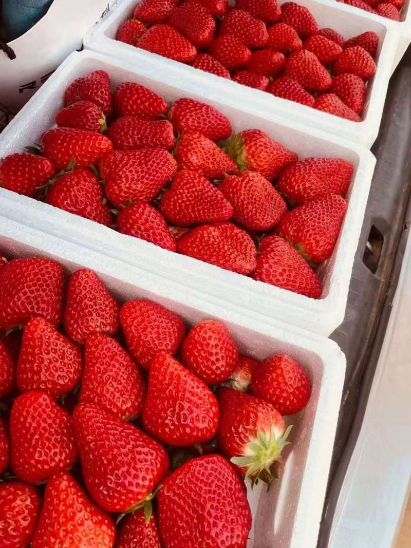 【荐】精品红颜九九草莓一件代发品质保障可定制发货