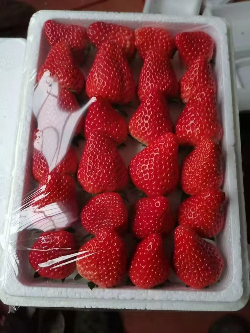 【荐】精品红颜九九草莓一件代发品质保障可定制发货