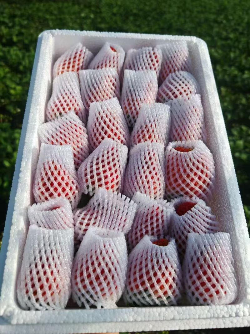 【荐】精品红颜九九草莓一件代发品质保障可定制发货