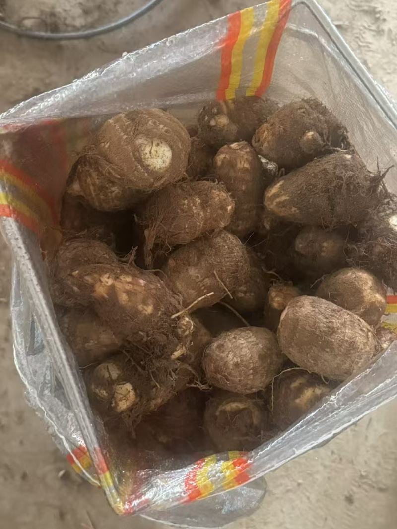 芋头山东芋头毛芋头产地一手货源【量大从优】可视频看货