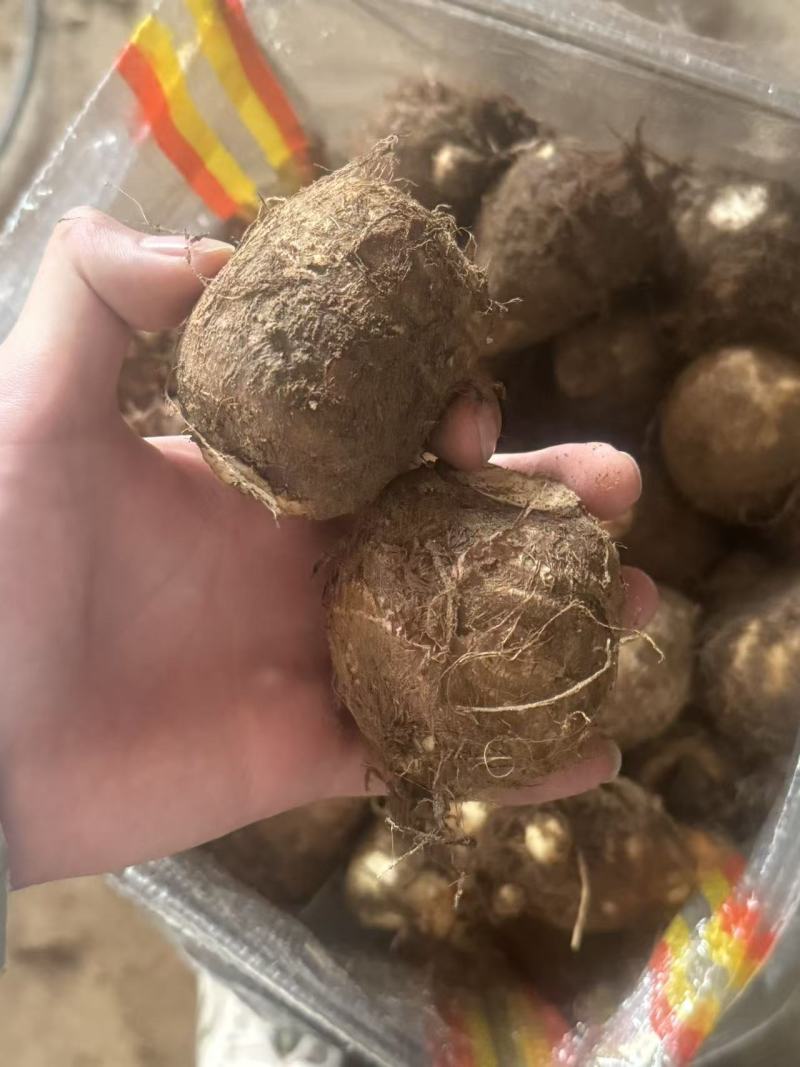 芋头山东芋头毛芋头产地一手货源【量大从优】可视频看货
