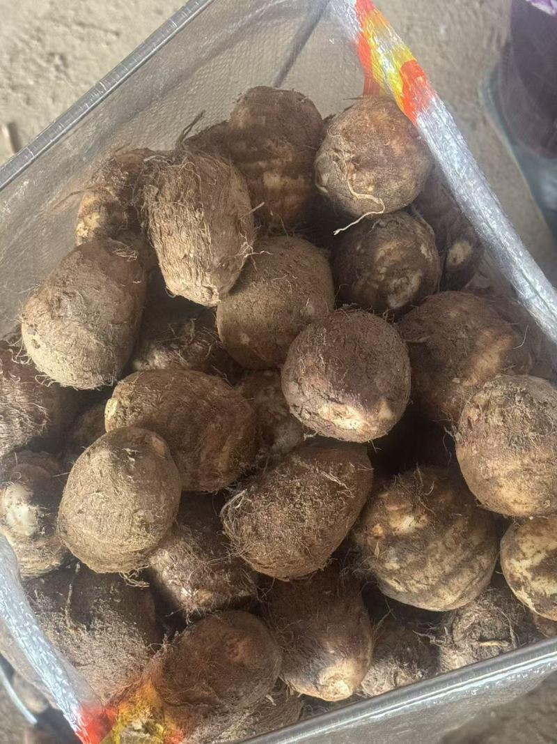 芋头山东芋头毛芋头产地一手货源【量大从优】可视频看货