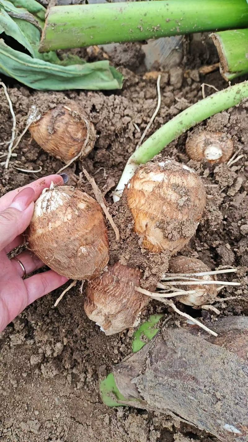 芋头山东芋头毛芋头产地一手货源【量大从优】可视频看货