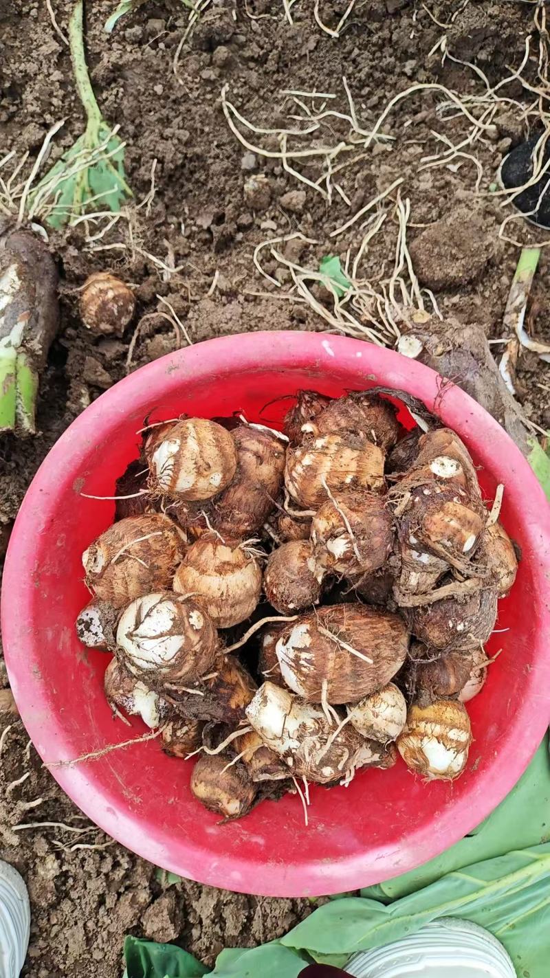 芋头山东芋头毛芋头产地一手货源【量大从优】可视频看货