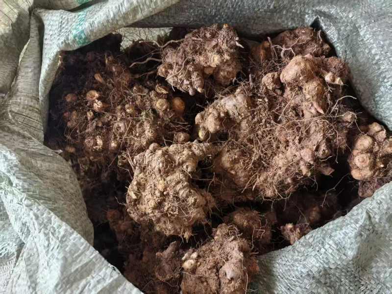 金荞麦