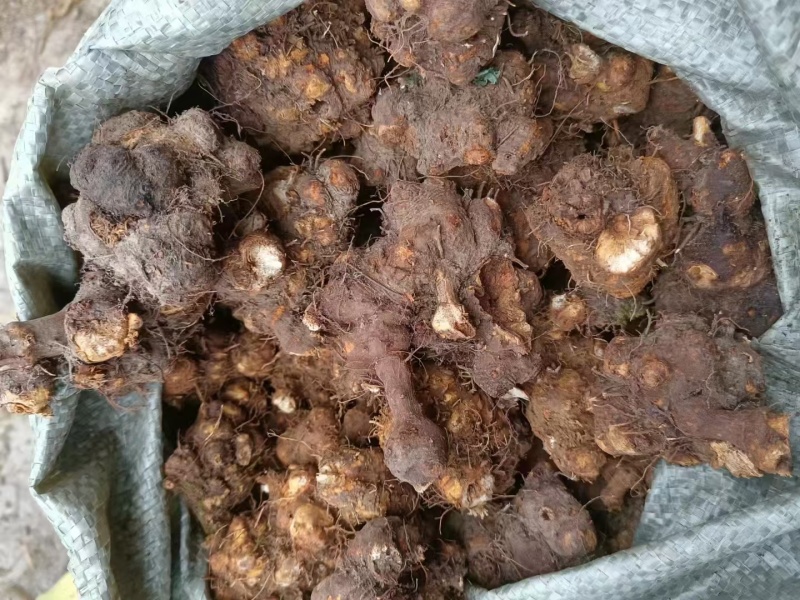 金荞麦