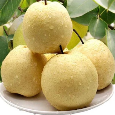 乾县酥梨，百年老树梨现摘现发皮薄多汁，代发全国