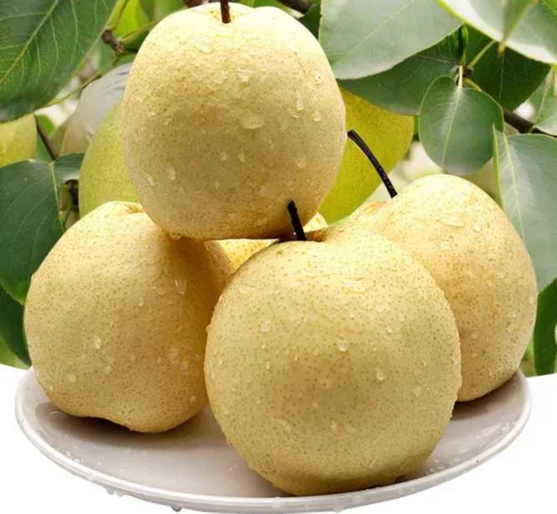 乾县酥梨，百年老树梨现摘现发皮薄多汁，代发全国