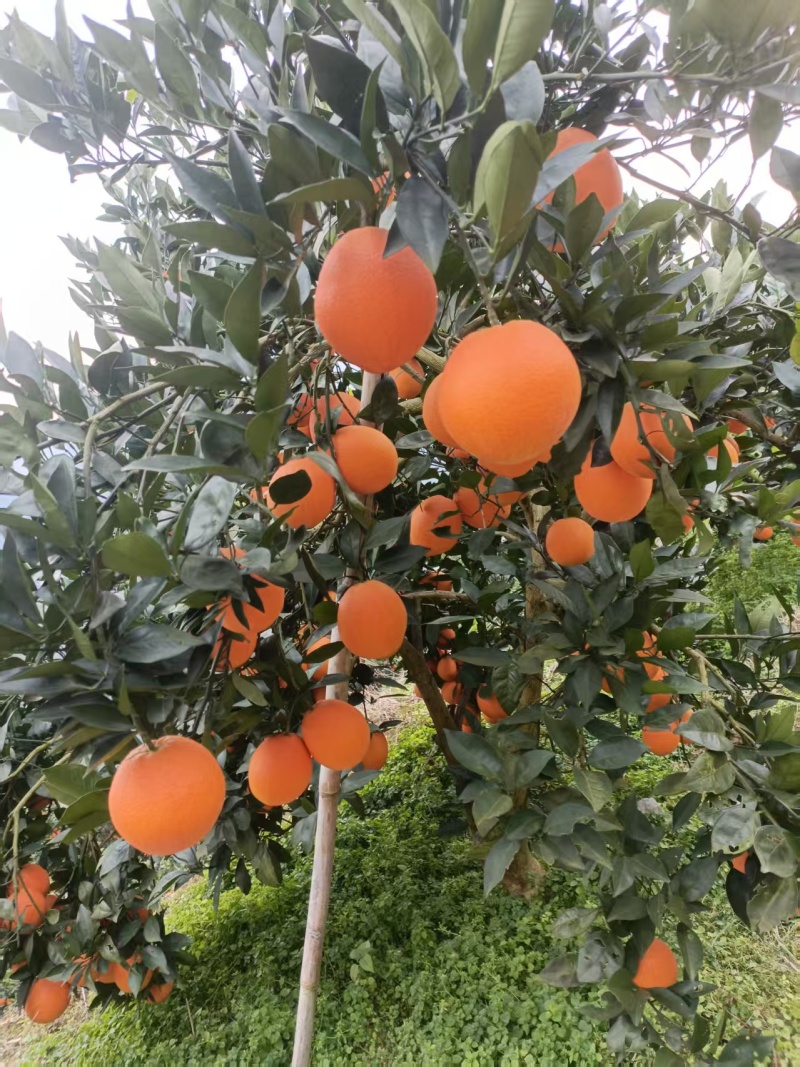 湖南湘西纽荷尔脐橙，货源充足，意思火红口感好，价格美丽