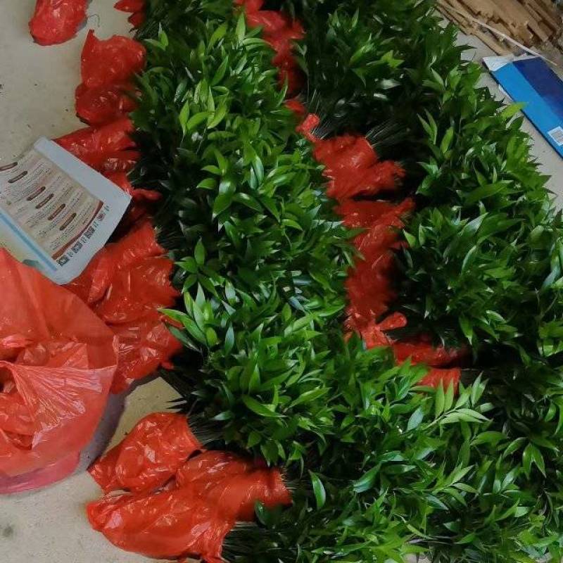 裸根竹柏，长寿竹。好养活，带根发货，水培桌面盆栽耐养