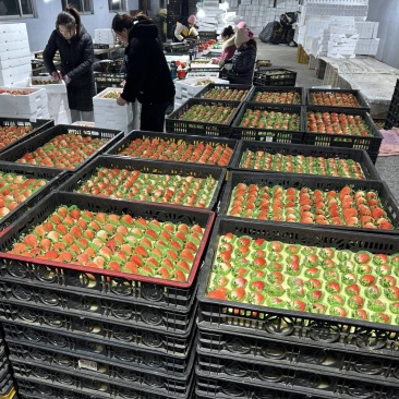 香野草莓，山东潍坊安丘草莓！草莓之乡！