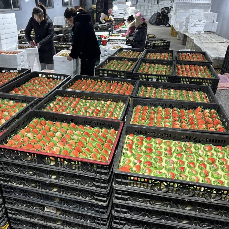香野草莓，山东潍坊安丘草莓！草莓之乡！