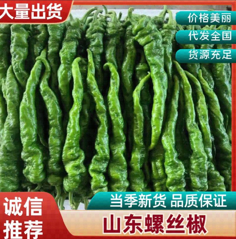 山东螺丝椒一手货源产地直发量大价优对接市场档口欢迎来电