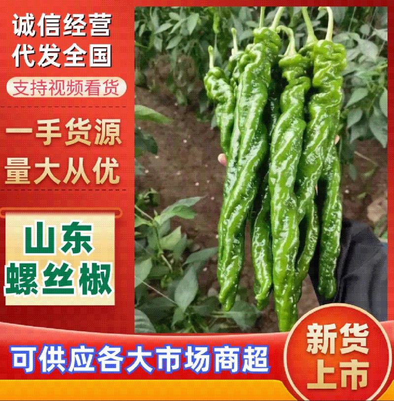 山东螺丝椒一手货源产地直发量大价优对接市场档口欢迎来电
