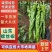 山东螺丝椒一手货源产地直发量大价优对接市场档口欢迎来电