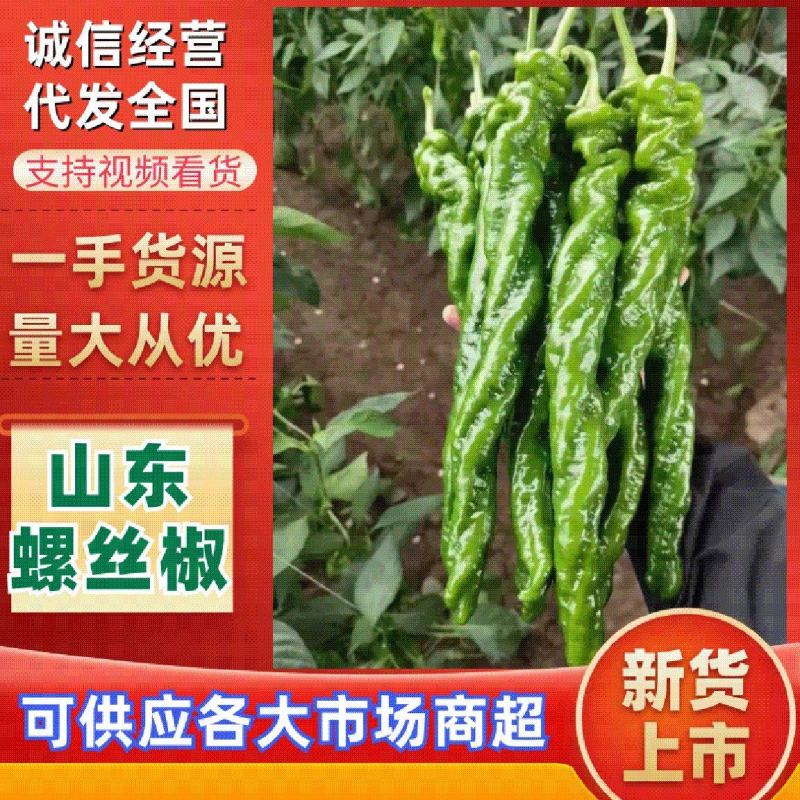 山东螺丝椒一手货源产地直发量大价优对接市场档口欢迎来电