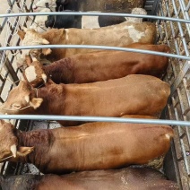 西门达尔杂交牛肉牛，母牛公牛都有货