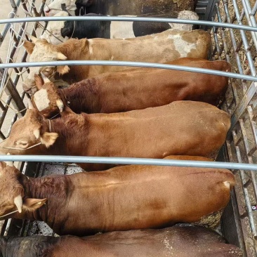 西门达尔杂交牛肉牛，母牛公牛都有货