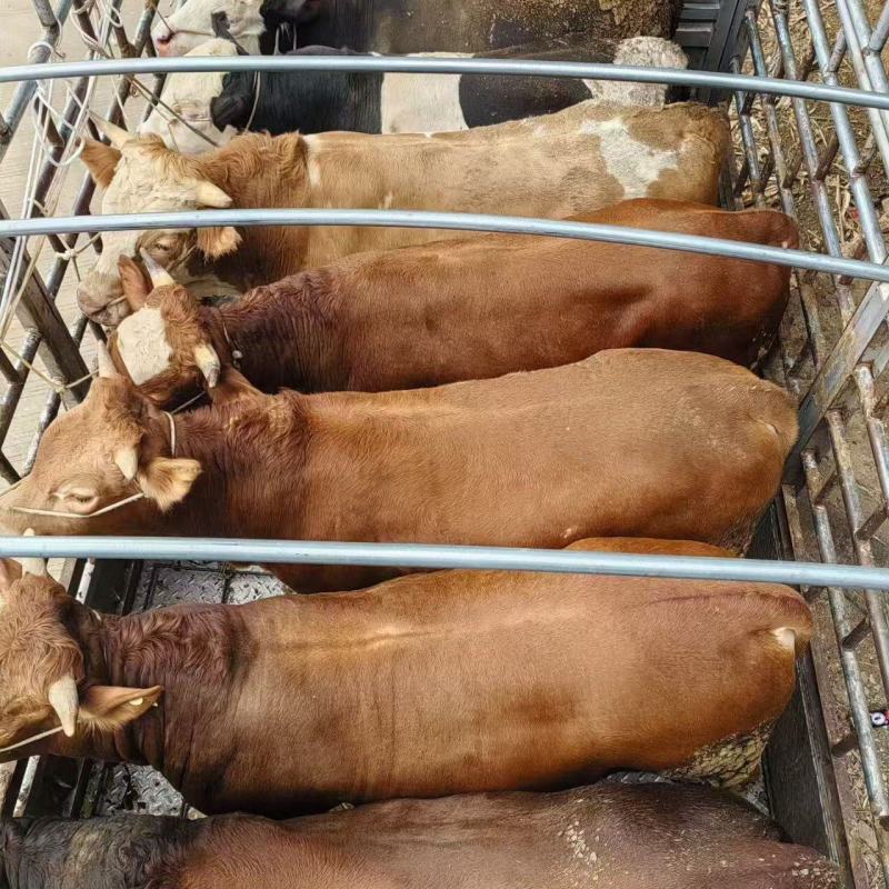 西门达尔杂交牛肉牛，母牛公牛都有货