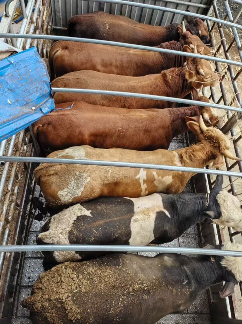 西门达尔杂交牛肉牛，母牛公牛都有货