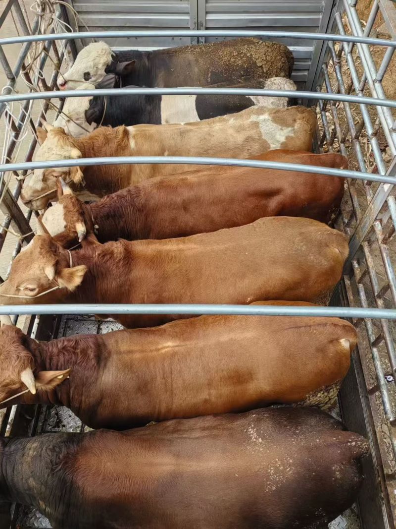 西门达尔杂交牛肉牛，母牛公牛都有货