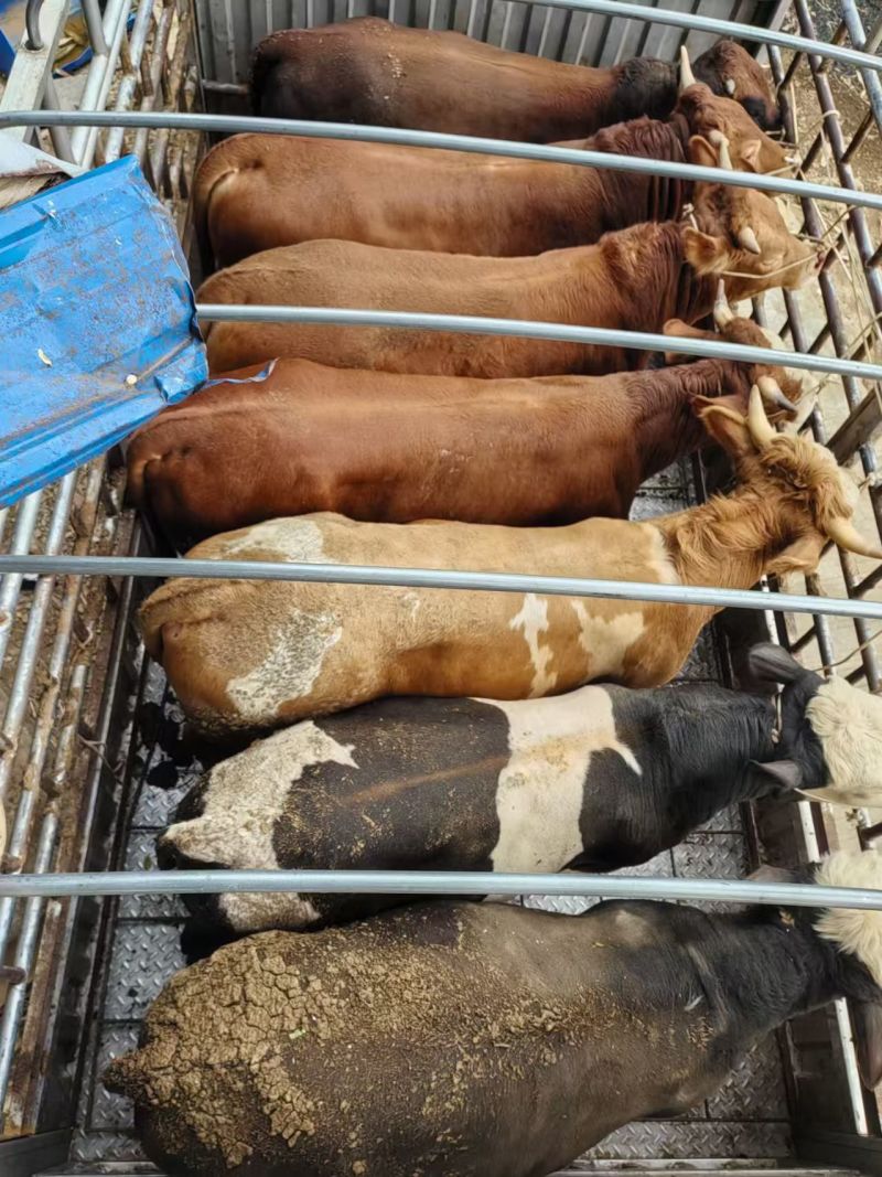 西门达尔杂交牛肉牛，母牛公牛都有货