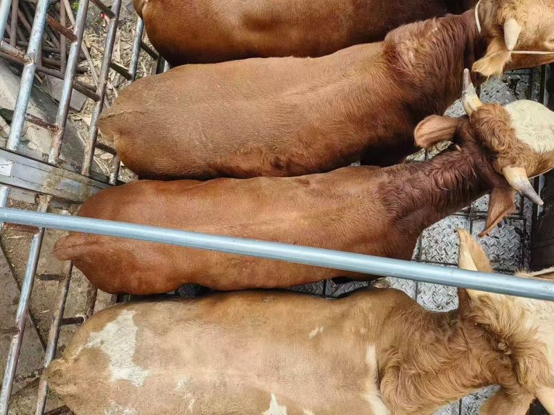 西门达尔杂交牛肉牛，母牛公牛都有货