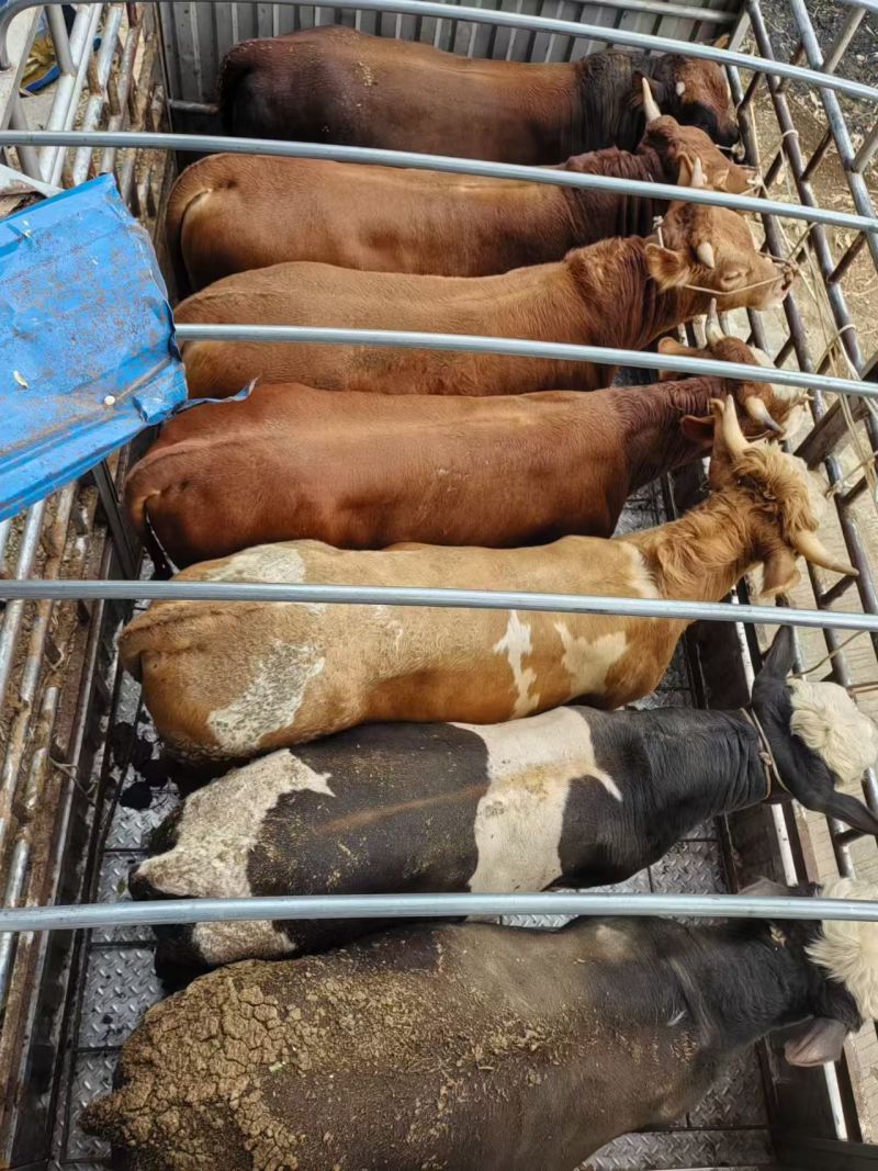 西门达尔杂交牛肉牛，母牛公牛都有货