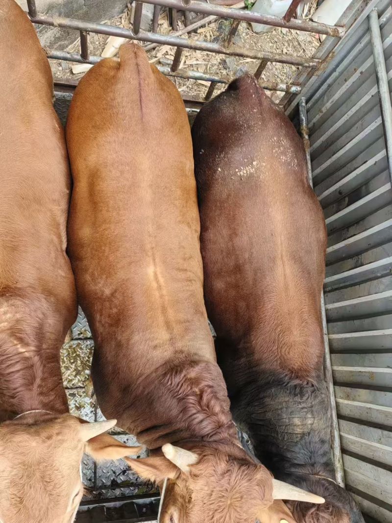 西门达尔杂交牛肉牛，母牛公牛都有货