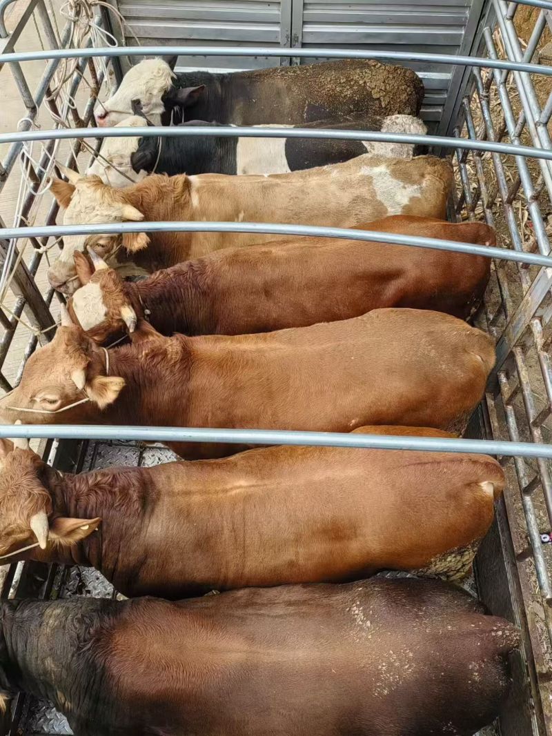 西门达尔杂交牛肉牛，母牛公牛都有货