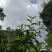 2025年头春古树红茶清仓售卖了