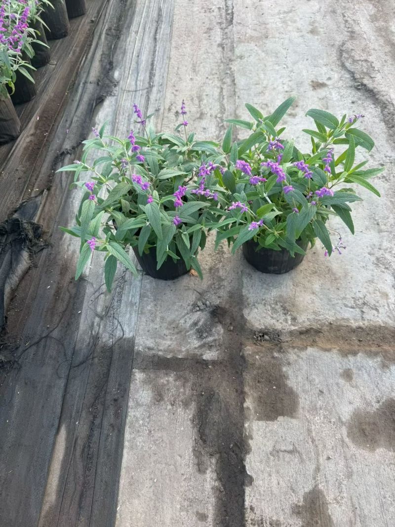 墨西哥鼠尾草180杯、1加仑，基地有量，欢迎来一亩田订购