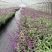墨西哥鼠尾草180杯、1加仑，基地有量，欢迎来一亩田订购
