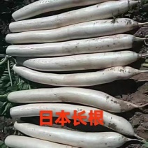 大白萝卜，日本长根大量白萝卜细又长大量中，有现货，有