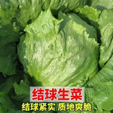 《球生菜》河北基地直发对接商超团购电商一条龙