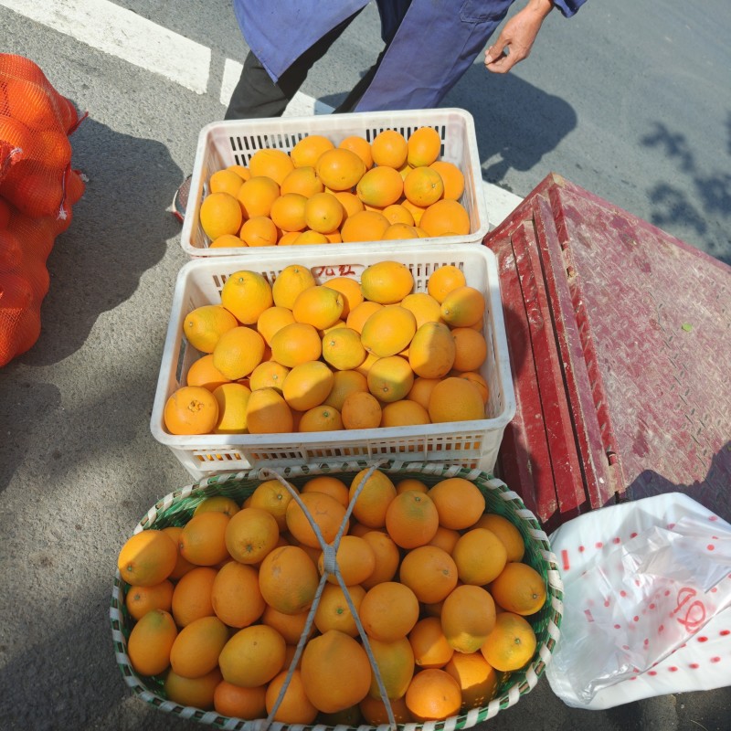 纽荷尔脐橙，只有6000斤左右
