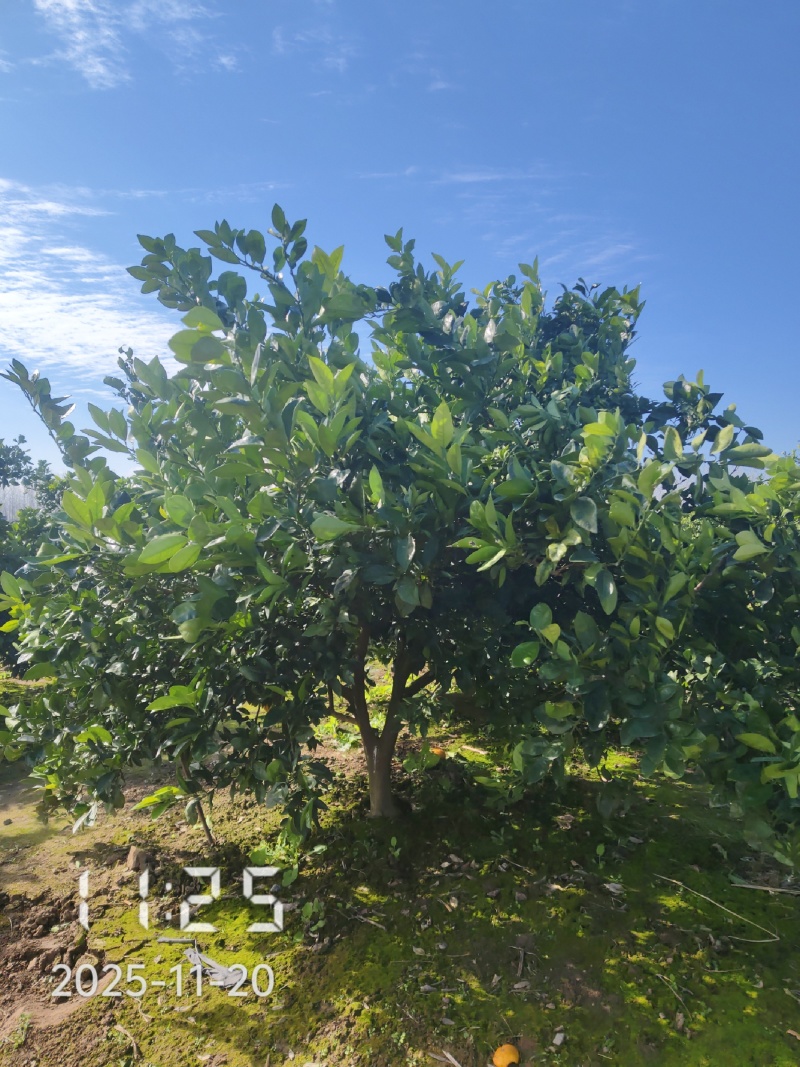 8公分橙子树