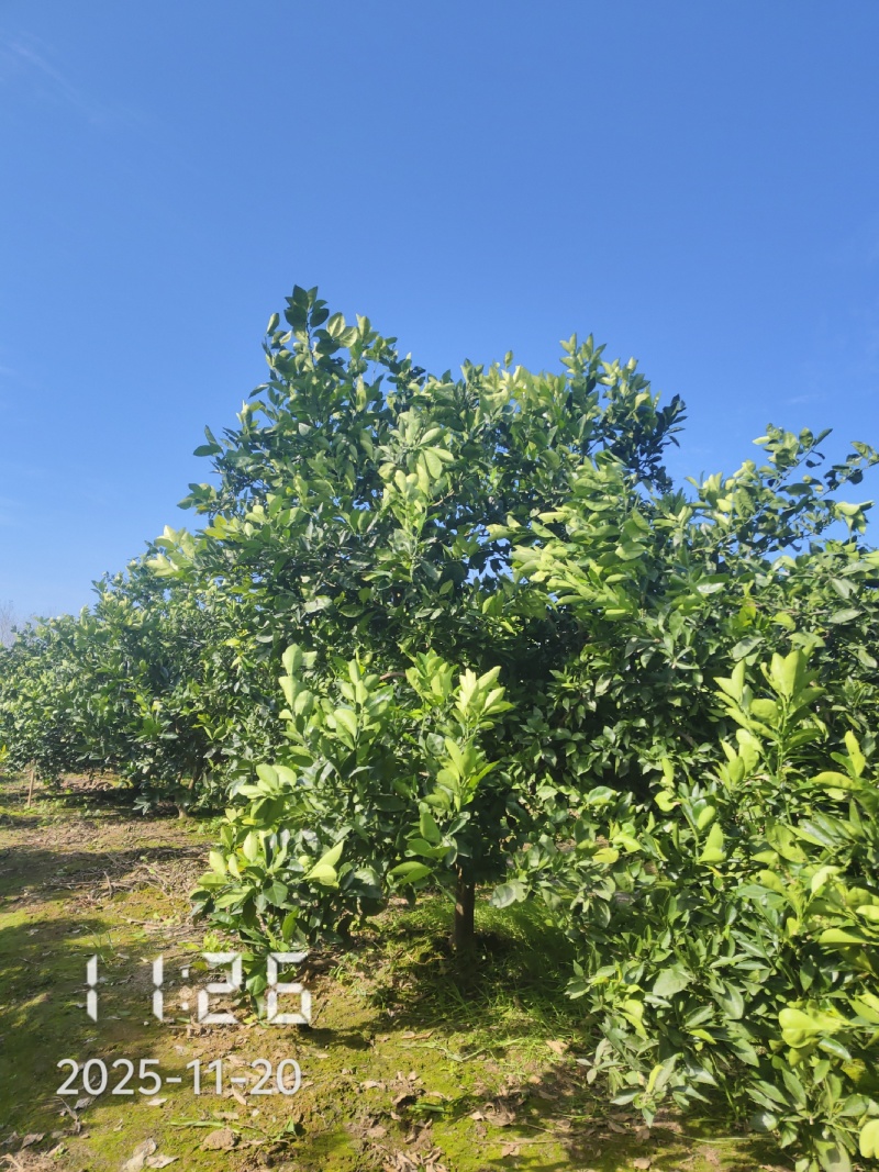 8公分橙子树