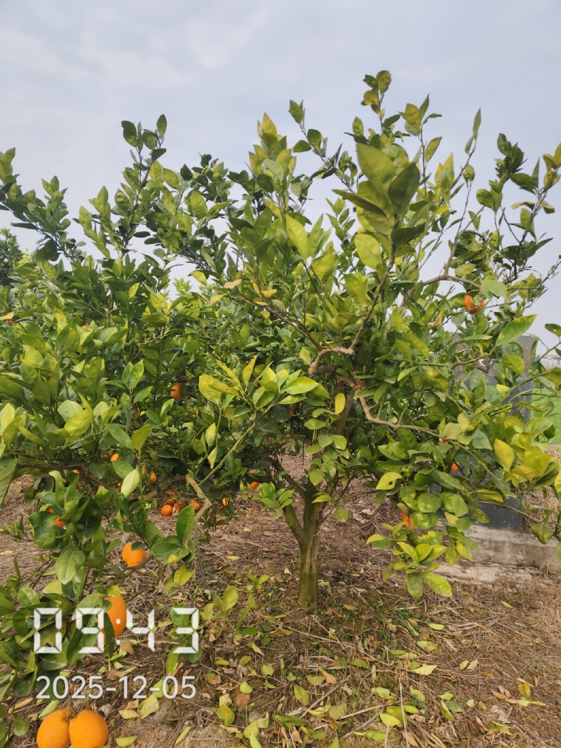 8公分橙子树