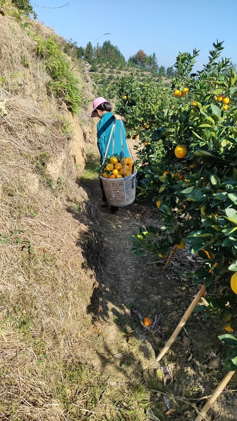 正宗赣南脐橙原产地现摘现发新鲜带叶顺丰包邮