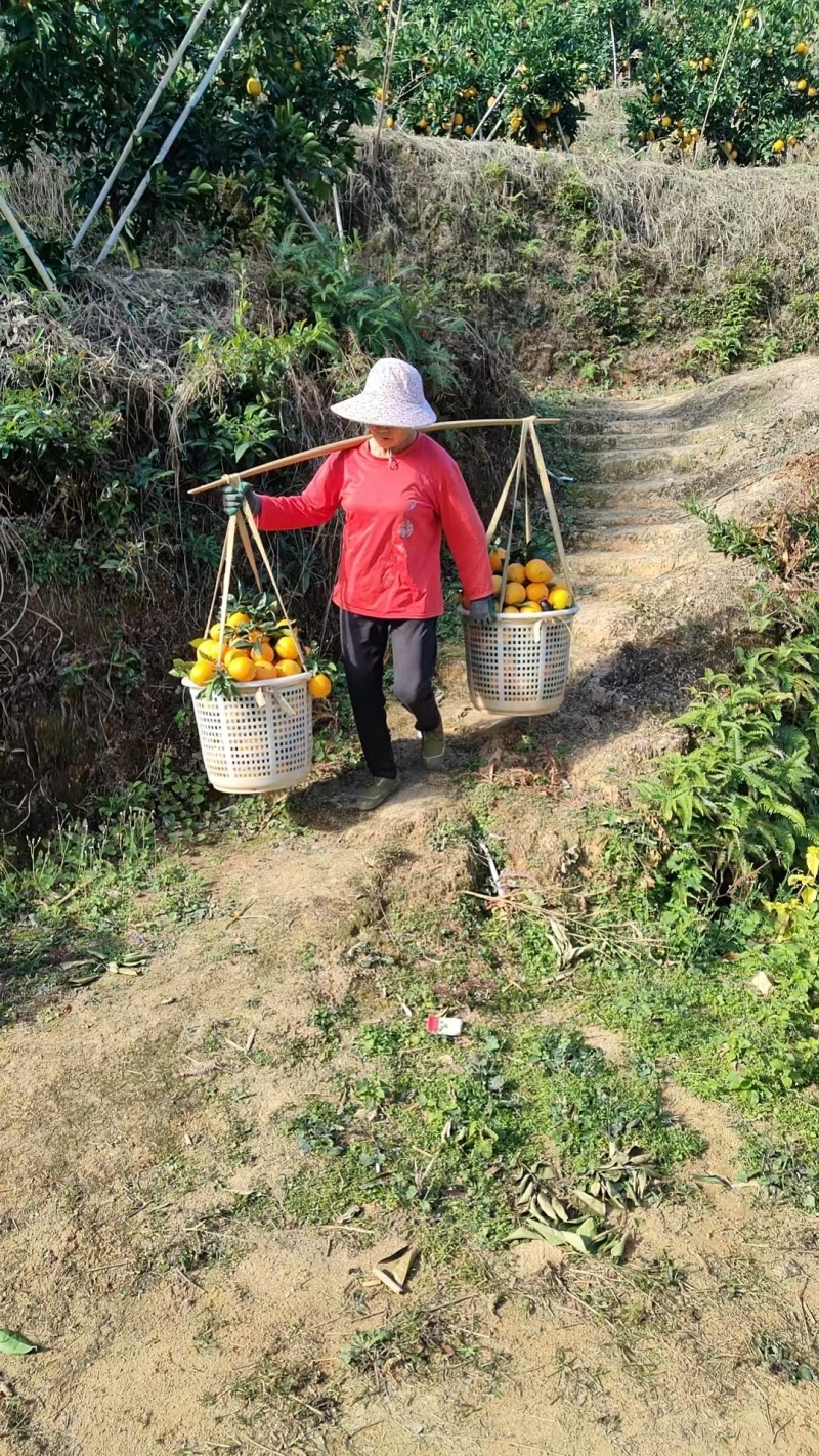 正宗赣南脐橙原产地现摘现发新鲜带叶顺丰包邮