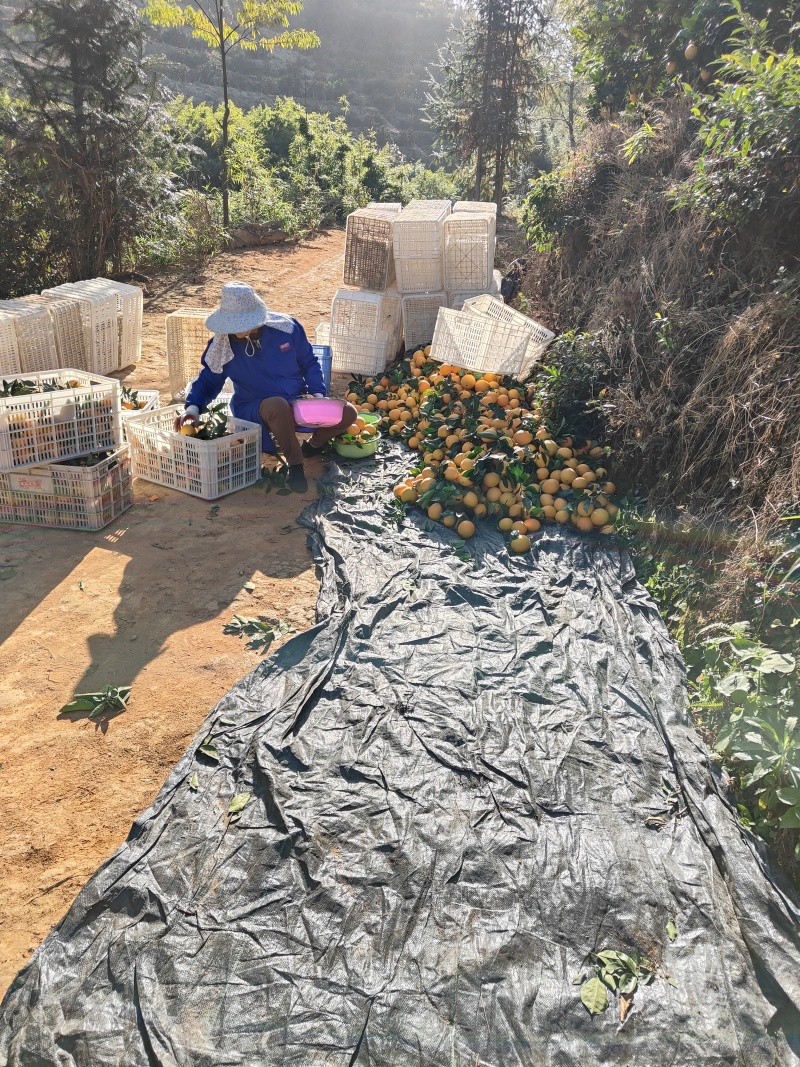 正宗赣南脐橙原产地现摘现发新鲜带叶顺丰包邮