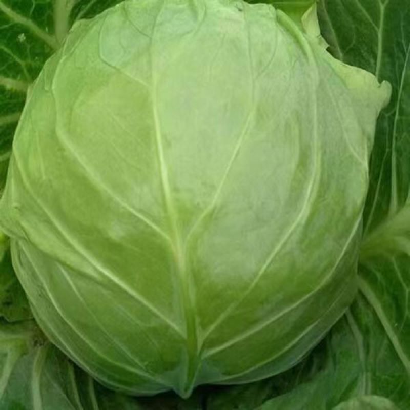 《推荐》河北甘蓝圆包菜基地直发对接商超团购电商一条龙