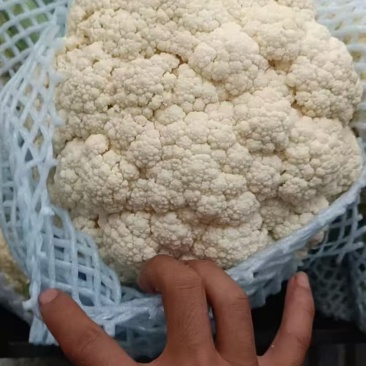 《推荐》河北有机花菜散花花椰菜松花菜基地直发全国