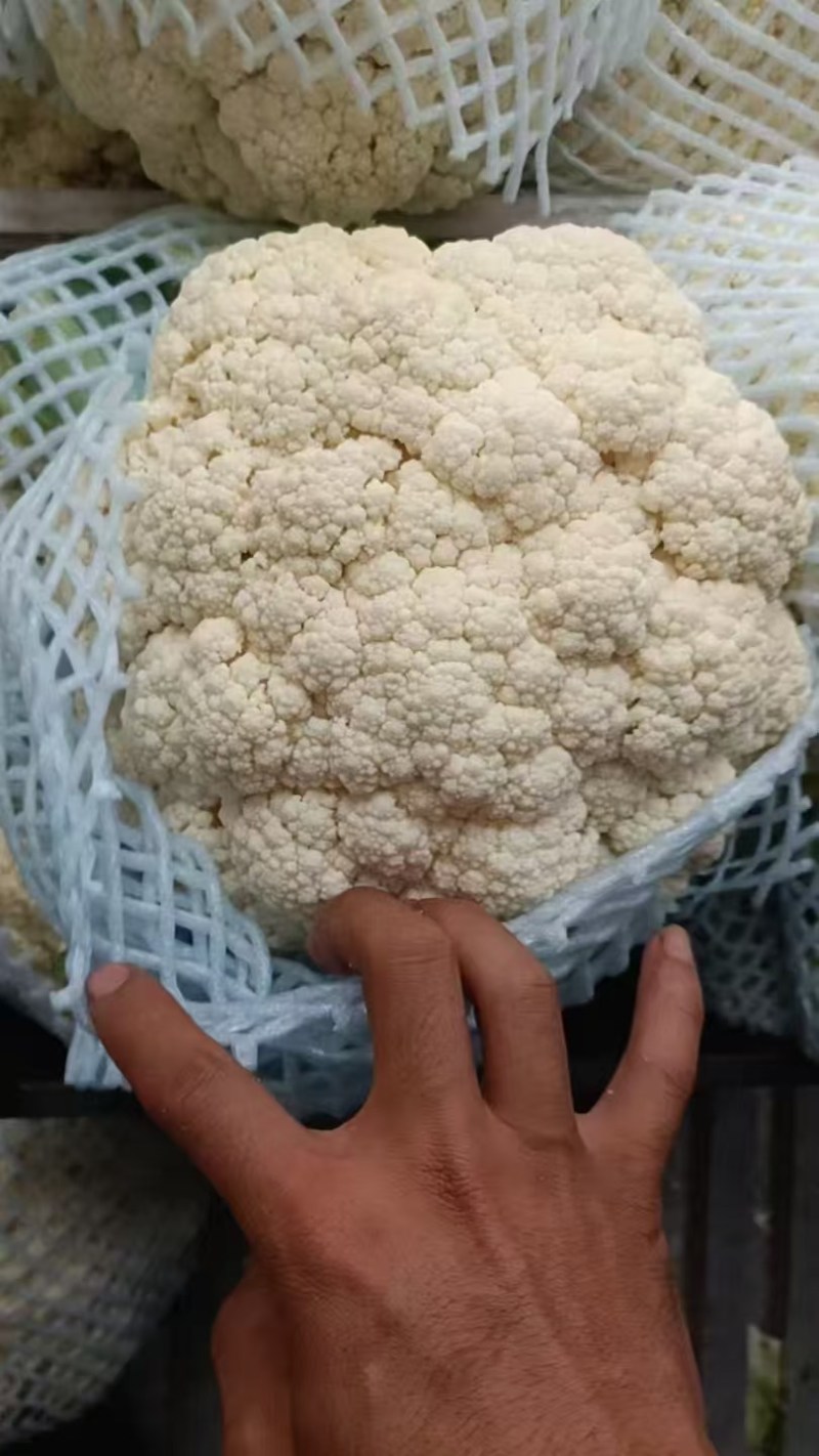 《推荐》河北有机花菜散花花椰菜松花菜基地直发全国